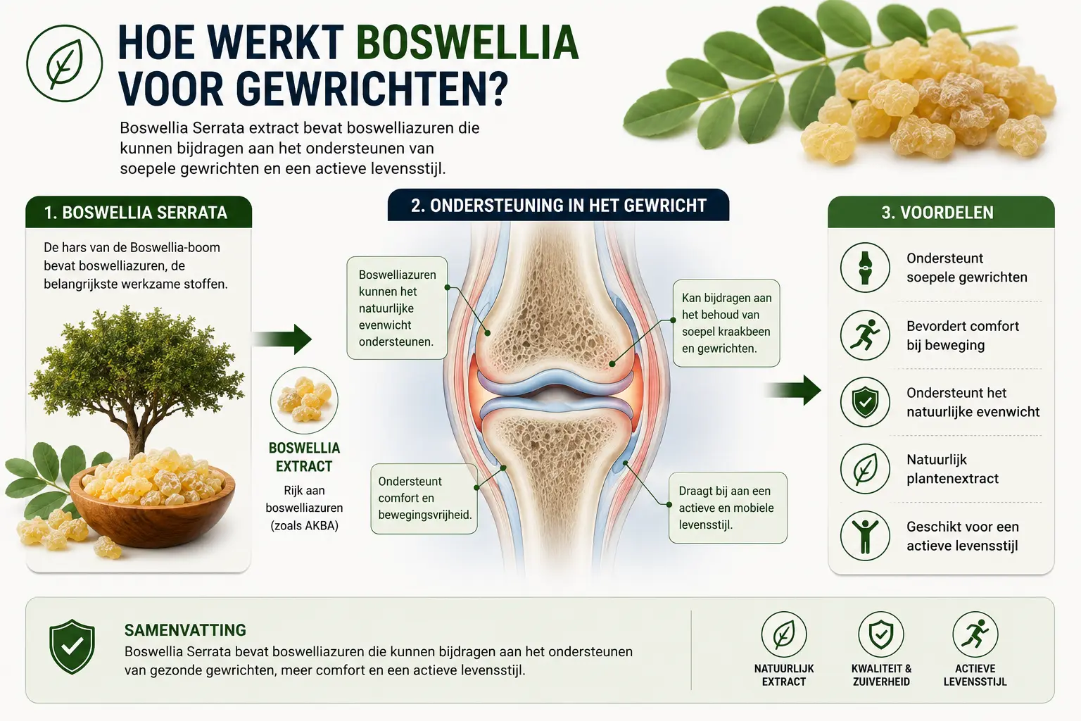 Infografiek die uitlegt hoe Boswellia Serrata met boswelliazuren kan bijdragen aan de ondersteuning van soepele gewrichten en een actieve levensstijl.
